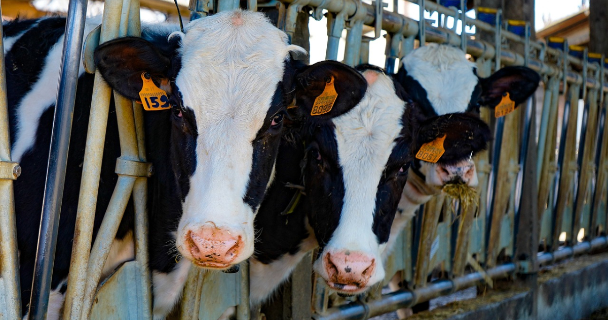 En Bolivia destacan que recibieron luz verde para exportar leche a Chile