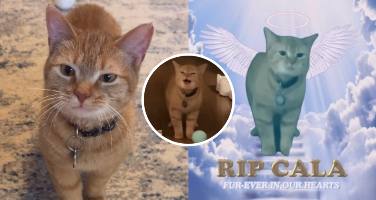 “Ya no hay buenos días, sólo días”: Murió Cala, la gatita famosa en redes por el viral “I go meow”