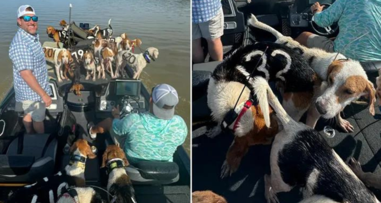 Tres hombres llegaron hasta el río Misisipi, en Estados Unidos, para pescar. En la búsqueda de un mejor lugar para continuar con su pasatiempo, encontraron a 38 perros flotando en el agua, aparentemente exhaustos de nadar.