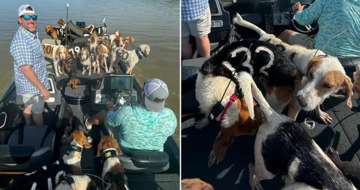 Tres hombres llegaron hasta el río Misisipi, en Estados Unidos, para pescar. En la búsqueda de un mejor lugar para continuar con su pasatiempo, encontraron a 38 perros flotando en el agua, aparentemente exhaustos de nadar.