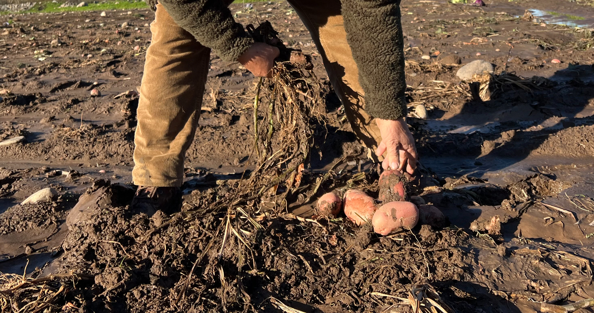 Gobernador de La Araucanía emplaza al Gobierno a agilizar entrega de ayudas a agricultores