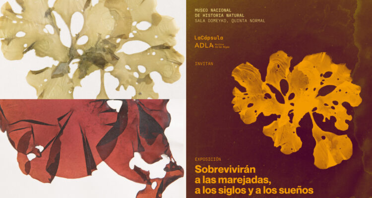 Imágenes de exposición del herbario nacional de algas de más de 100 años