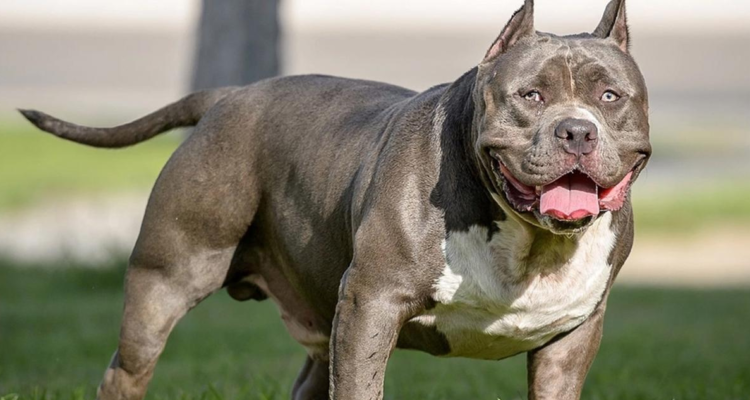 Irlanda prohibirá los American Bully XL
