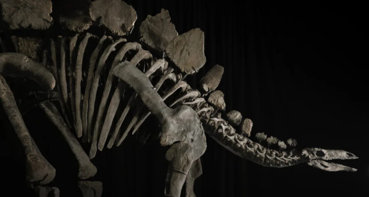 Apex, el estegosaurio más completo del mundo