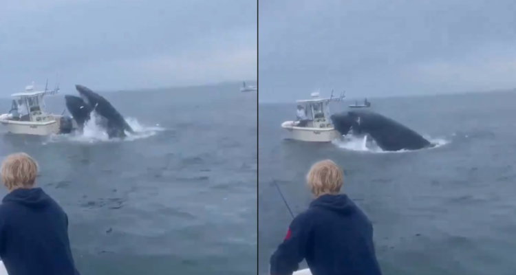 Ataque de ballena a barco