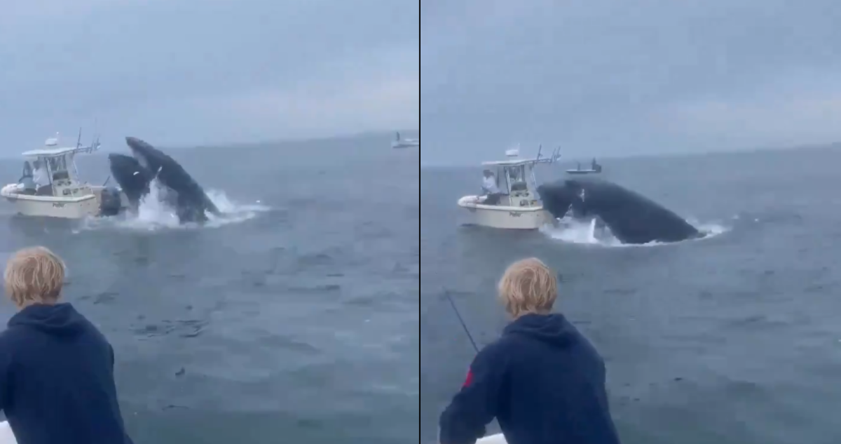 Ataque de ballena a barco