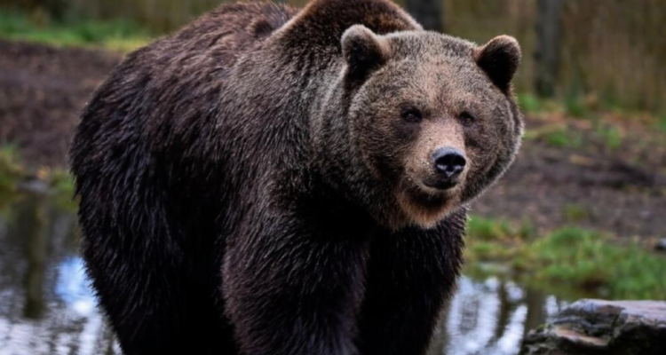 Ataque de oso en Rumania