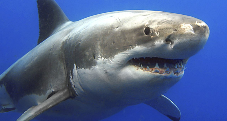 Ataque de tiburón en Australia