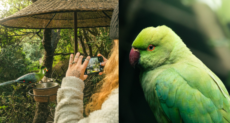 Así es el aviario de Santo Domingo, el mayor recinto de aves de Sudamérica: conoce precios y cómo ir