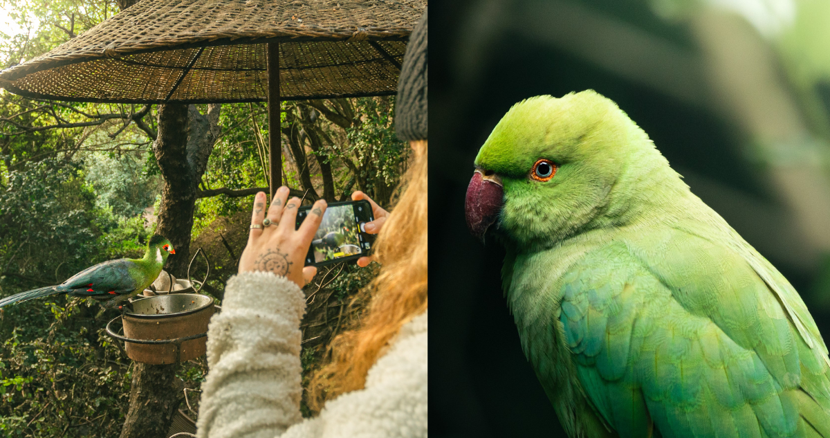 Así es el aviario de Santo Domingo, el mayor recinto de aves de Sudamérica: conoce precios y cómo ir