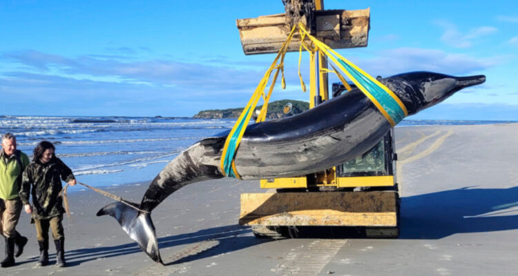 Encuentran un ejemplar de la ballena más rara del mundo: son desconocidas e “imposibles” de avistar