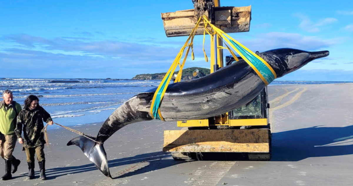 Encuentran un ejemplar de la ballena más rara del mundo: son desconocidas e “imposibles” de avistar