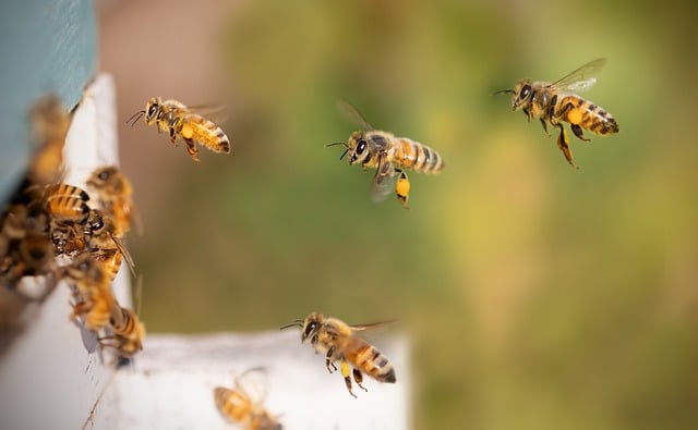 Estos son los 5 animales que pueden detectar enfermedades como el cáncer en humanos