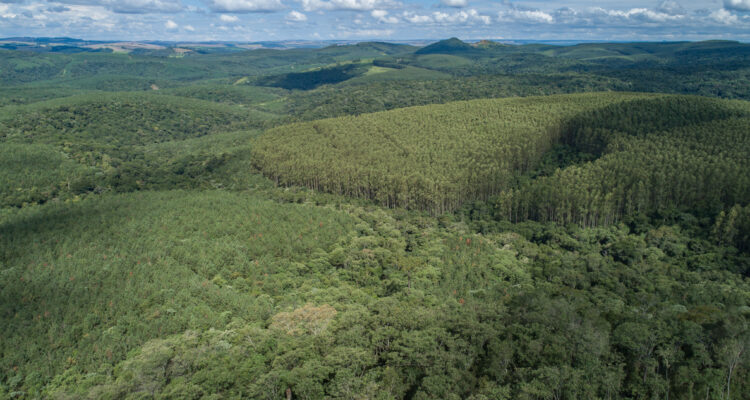 Arauco cierra venta multimillonaria de plantaciones en Brasil: precio superó estimaciones iniciales