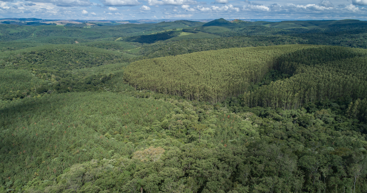 Arauco cierra venta multimillonaria de plantaciones en Brasil: precio superó estimaciones iniciales