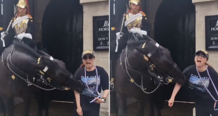 Caballo muerde a turista en Londres