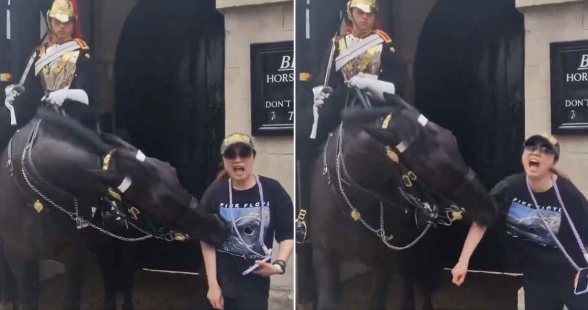 Caballo muerde a turista en Londres
