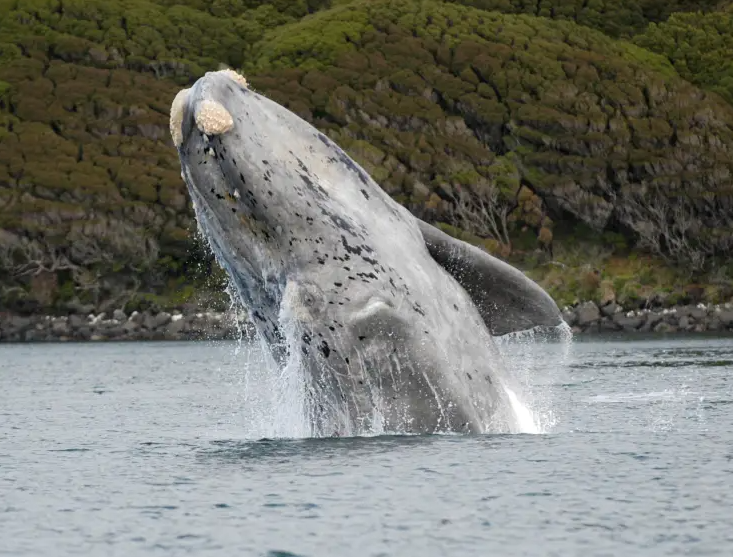 Sernapesca reporta avistamiento de tres ballenas franca austral junto a crías: ¿Cuál es el protocolo?