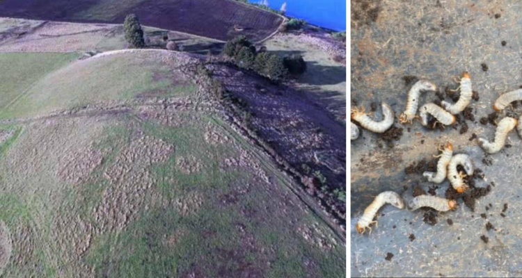 Imagen de plaga de gusano blanco que afecta a Chiloé