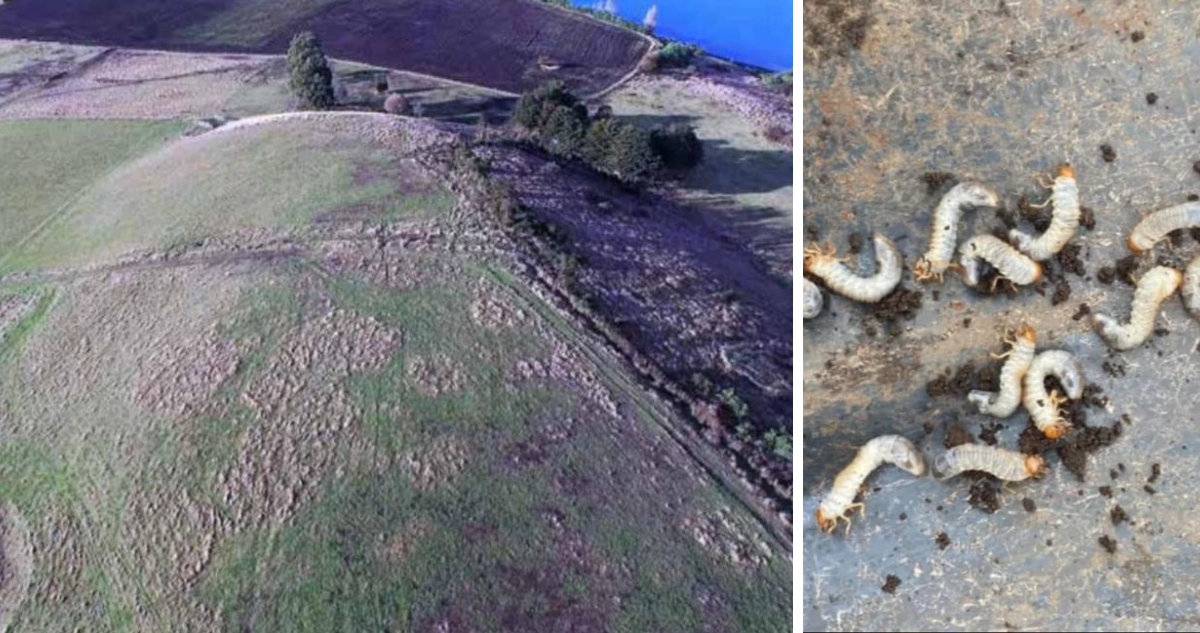Imagen de plaga de gusano blanco que afecta a Chiloé