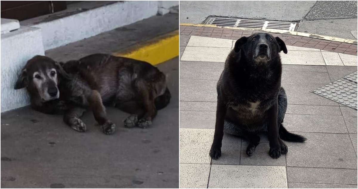 cierre de investigación por muerte de perros comunitarios en Valdivia