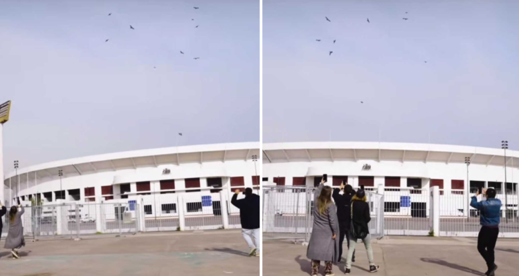Cóndores en el Estadio Nacional