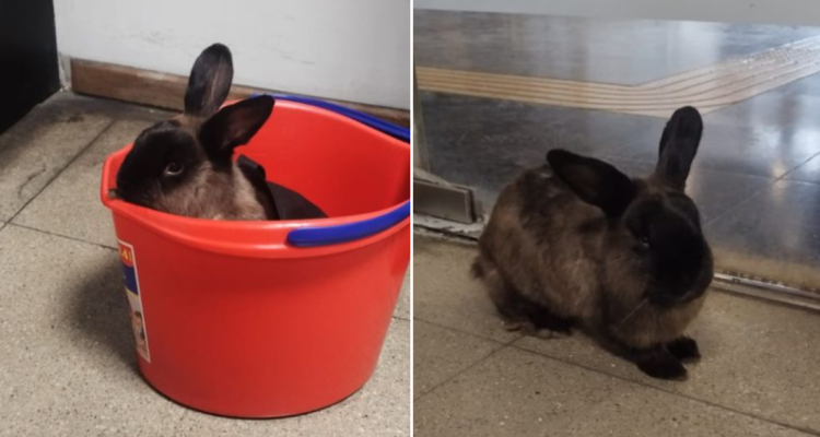 Conejo perdido en el Metro