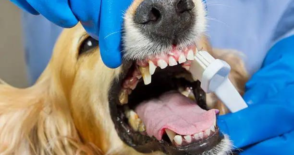 No cuidar los dientes de tu perro puede llegar a ser mortal: recomendaciones para su higiene bucal
