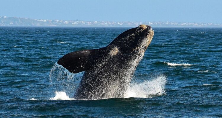Sernapesca reporta avistamiento de tres ballenas franca austral junto a crías: ¿Cuál es el protocolo?