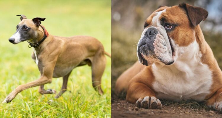 Estas son las 10 mejores razas de perros para familias con niños en espacios pequeños