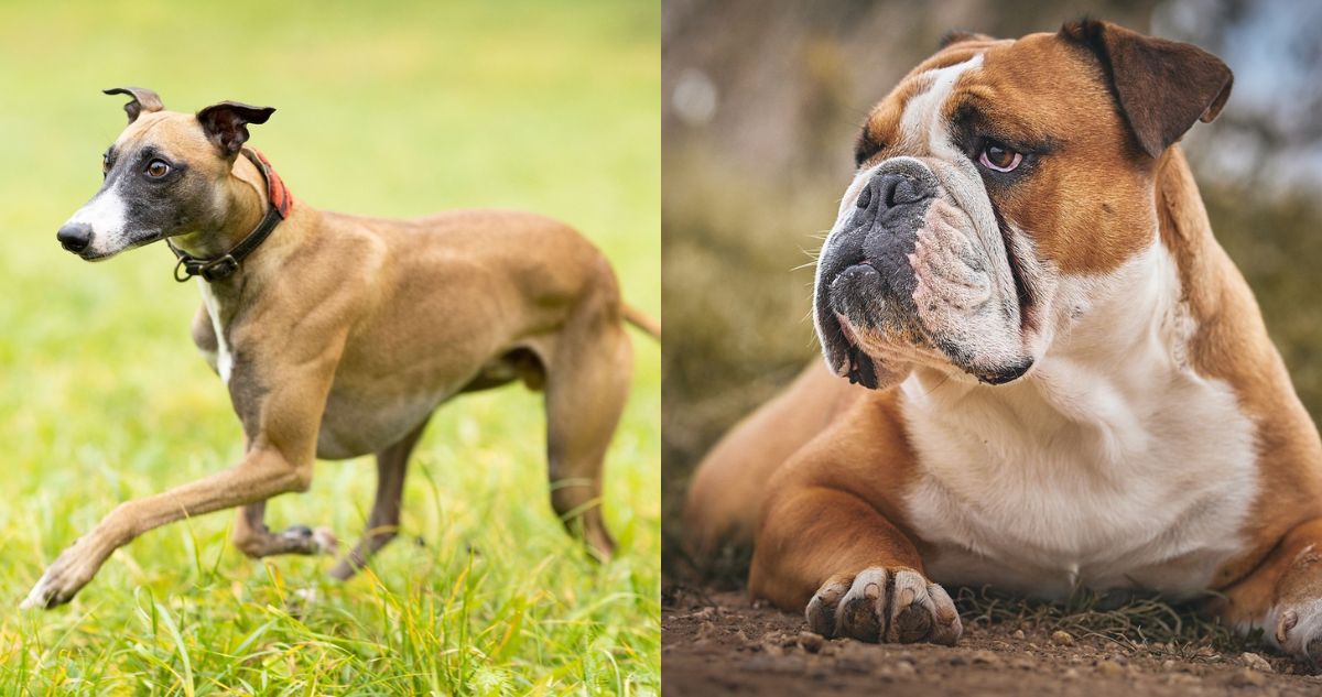 Estas son las 10 mejores razas de perros para familias con niños en espacios pequeños