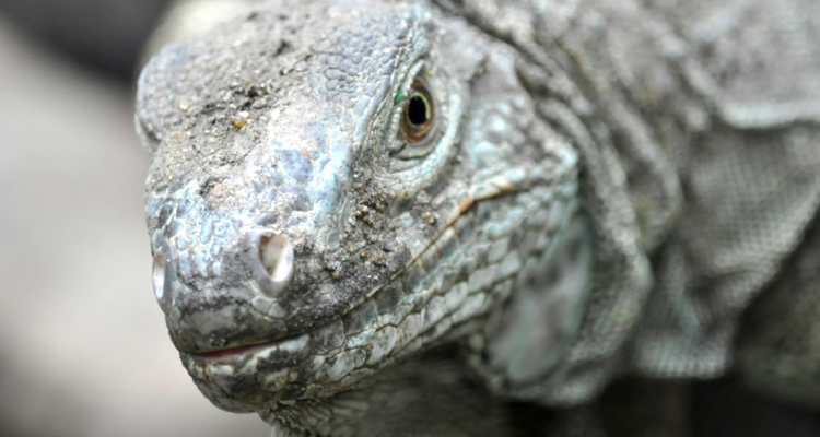 El temible dragón de Komodo, el lagarto vivo más grande del mundo, tiene rígidas capas protectoras de hierro en sus dientes.