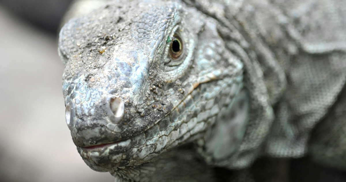 El temible dragón de Komodo, el lagarto vivo más grande del mundo, tiene rígidas capas protectoras de hierro en sus dientes.