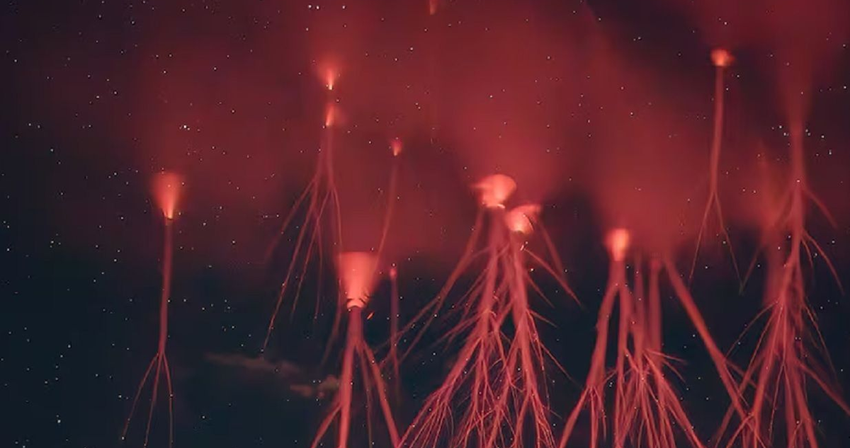 La NASA convoca a nivel mundial a contribuir en la captura de imágenes de TLE, incluyendo los enigmáticos “duendes rojos”
