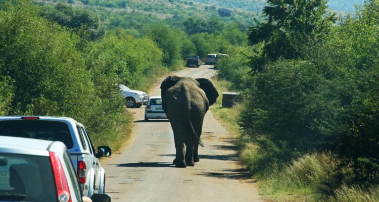 Imagen de contexto de un elefante en el Parque Nacional de Pilanesberg