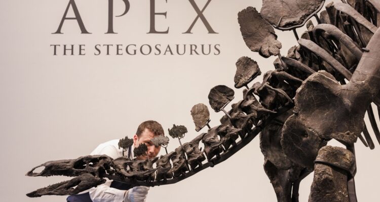 La casa Sotheby’s pondrá en subasta la próxima semana el esqueleto más grande y completo de un estegosaurio descubierto hasta la fecha.