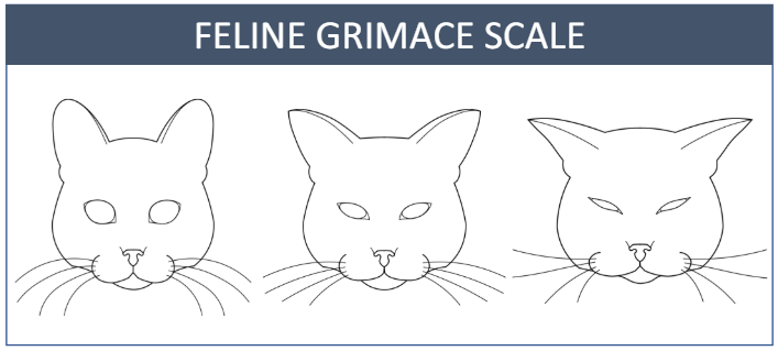 Feline Grimace Scale