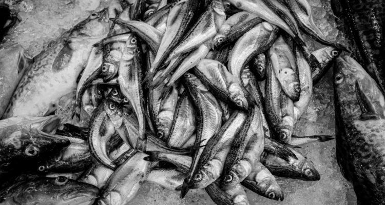 ley de pesca seres sintientes