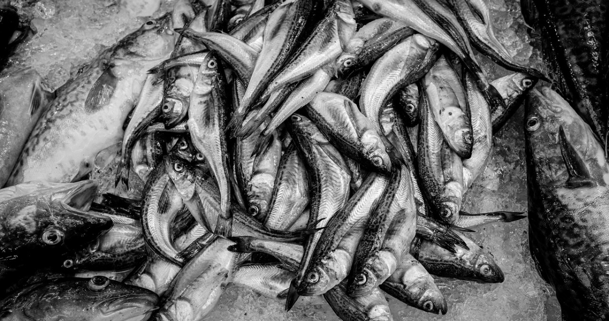 ley de pesca seres sintientes