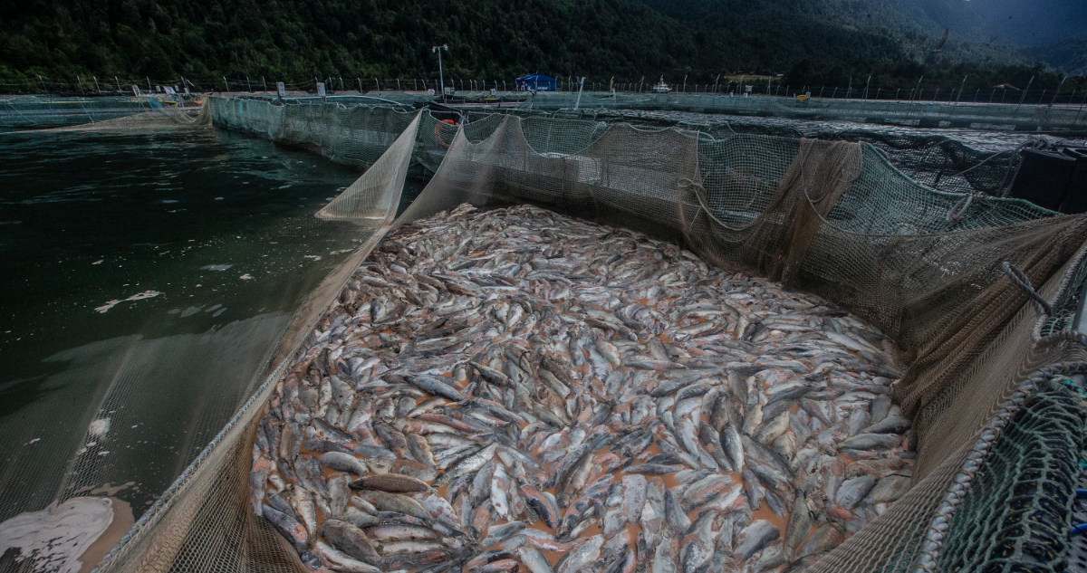 industria salmones