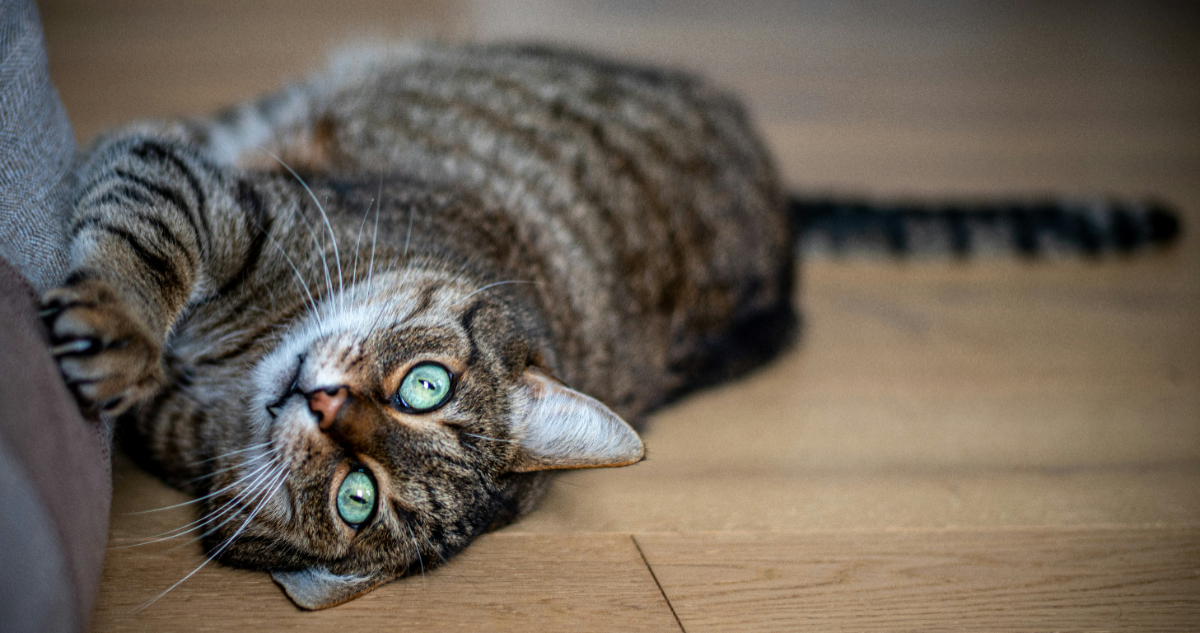 Estudio revela por qué los gatos arañan los muebles y no, no están portándose mal