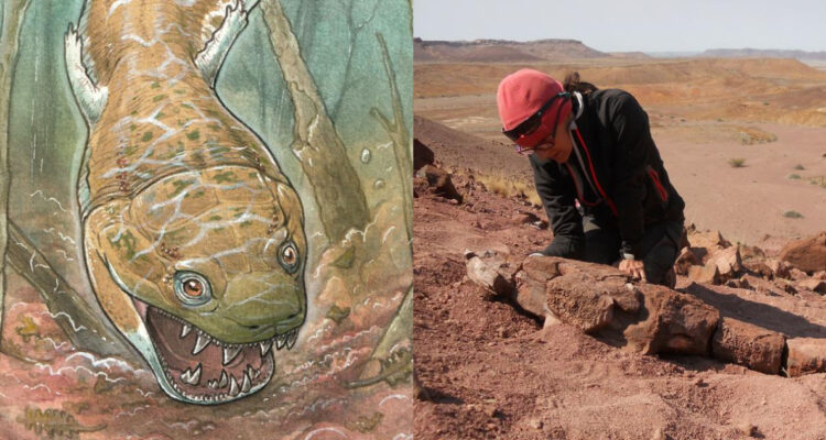 Hallan fósil de gigantesca salamandra prehistórica en desierto de Namibia: cráneo mide más de 60 cm