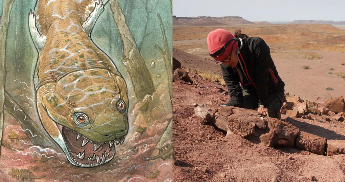 Hallan fósil de gigantesca salamandra prehistórica en desierto de Namibia: cráneo mide más de 60 cm