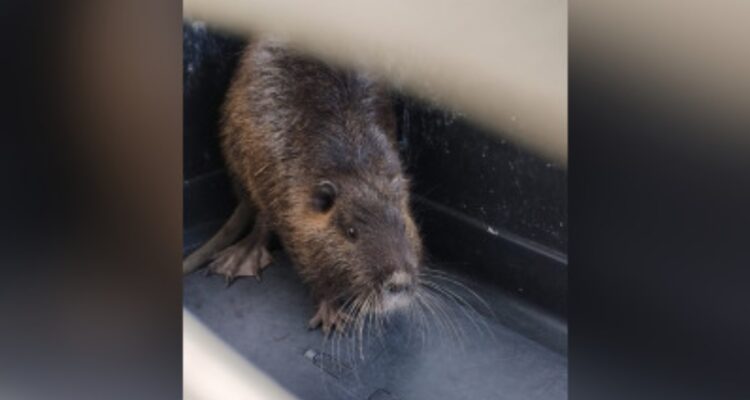 Regresan a su hábitat natural a pudú y coipo en el Gran Concepción