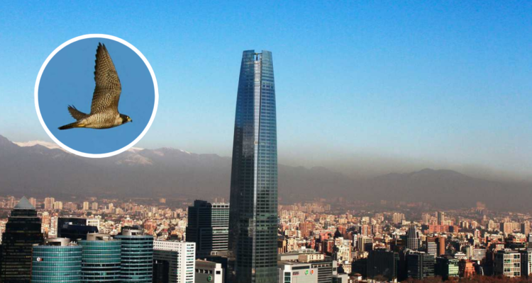 El ave más rápida del mundo vive entre nosotros en Santiago: ¿Quién es el halcón peregrino?