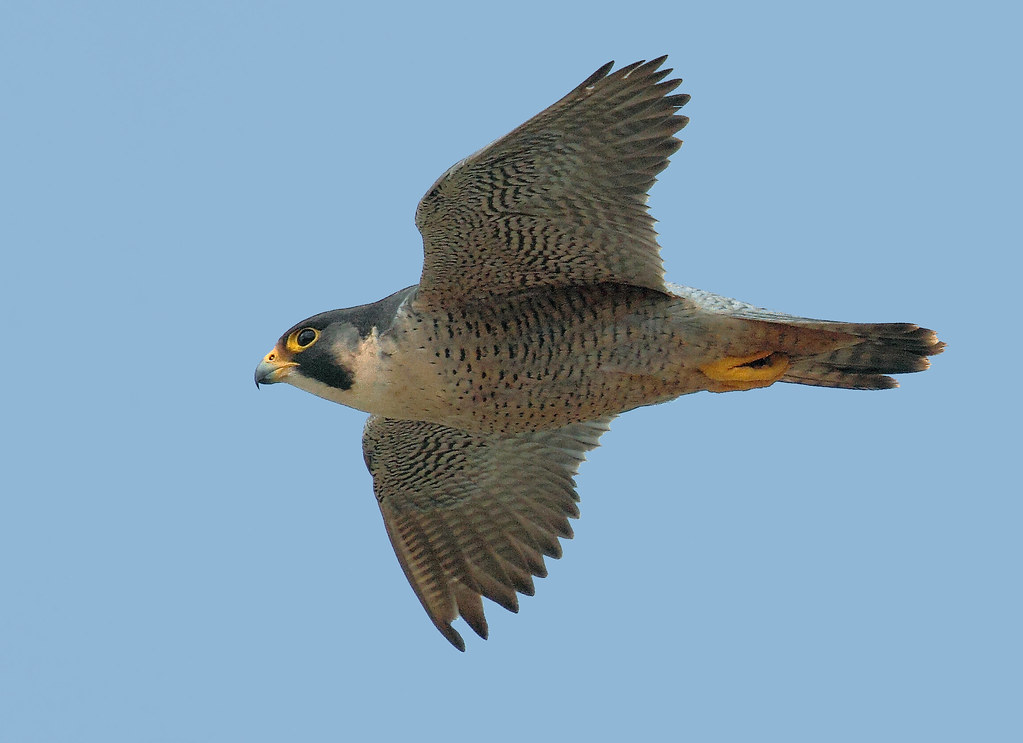 Halcón peregrino volando