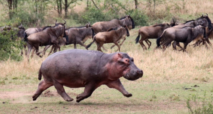 ¿Por qué los científicos creen que los hipopótamos vuelan?