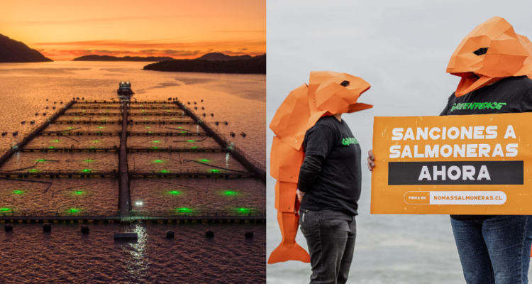 industria salmonera greenpeace