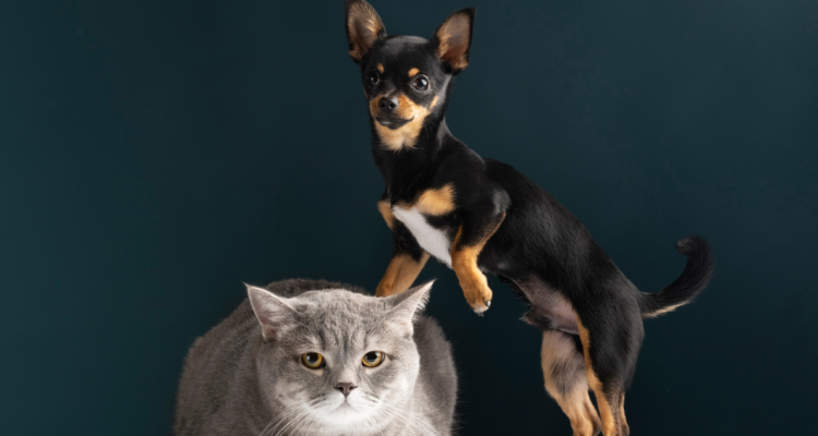 Cómo identificar la infección urinaria en perros y gatos: conoce los síntomas y posibles causas