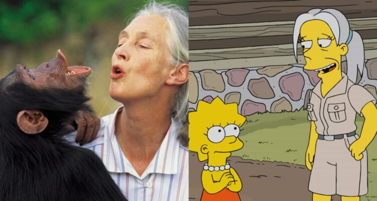 Jane Goodall junto a un chimpancé y en un capítulo de Los Simpsons